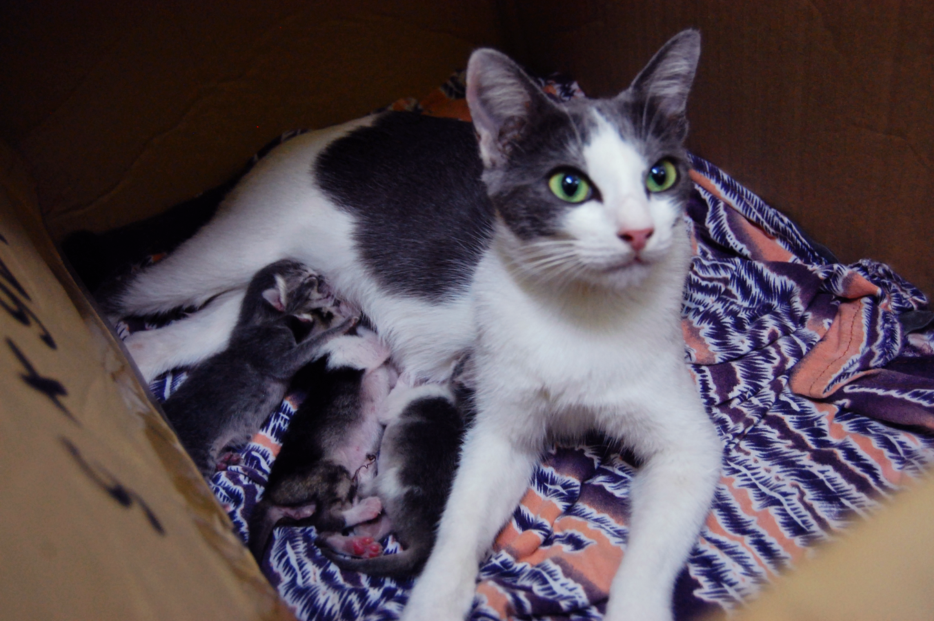 weblettres prostituée