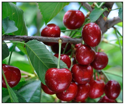 Crimson Purple Leaves Stock Photos Crimson Purple Leaves Stock