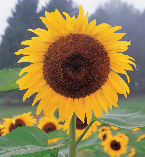 IMAZES: SunFlower Images