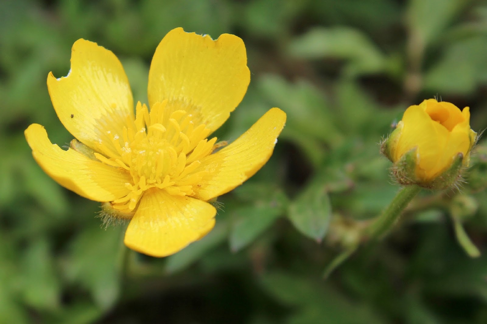 Wildflowers Common Buttercups