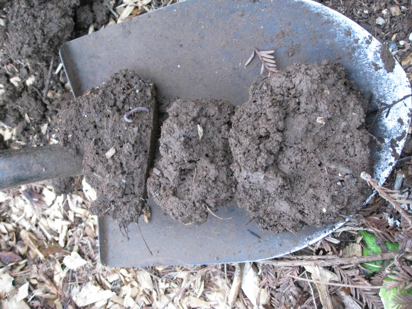 Low Cost Vegetable Garden Wood chip soil pictures