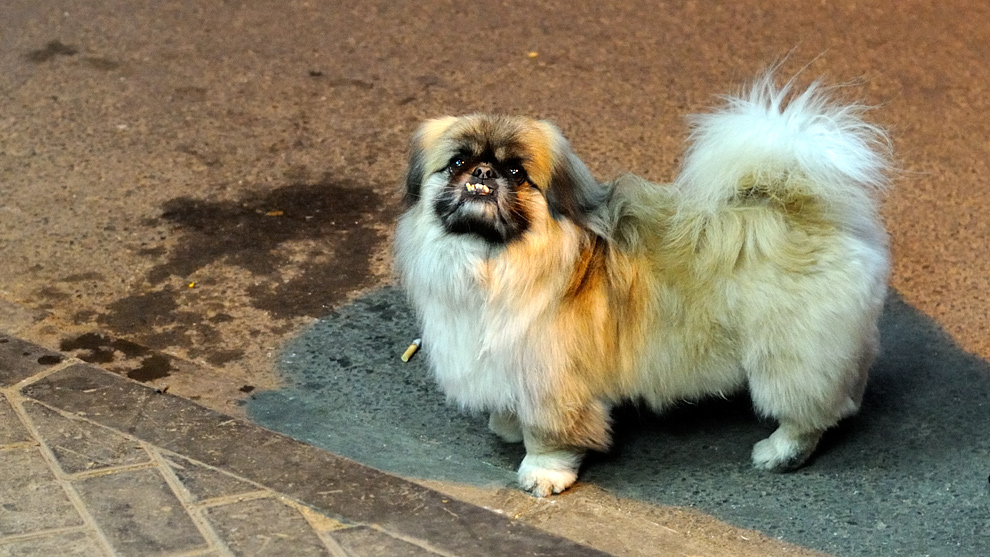 Sternenzaubers Geschichtenhimmel EIN HUND MIT ÜBERBISS UND VIELES