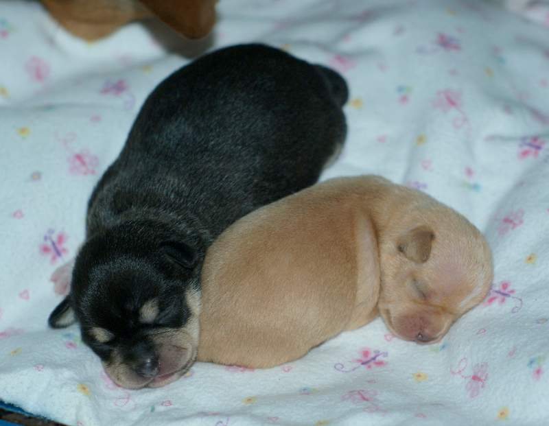2 week old chihuahua puppies