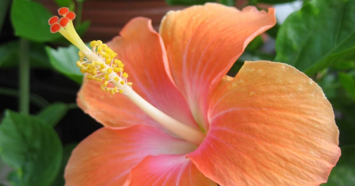 MY PLANT FINDER Plant Guide Hibiscus rosasinensis cultivars