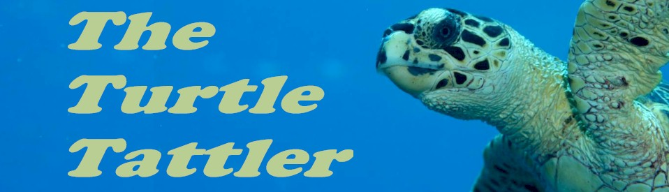 The Turtle Tattler