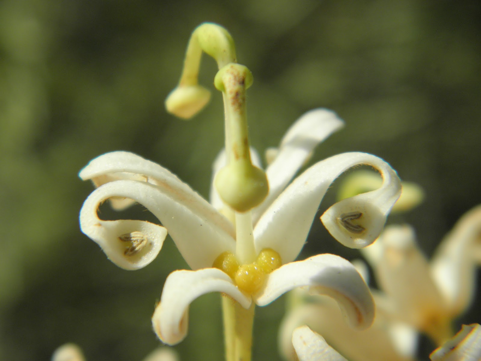 Friends of Peacehaven Botanic Park Inc. November 2011