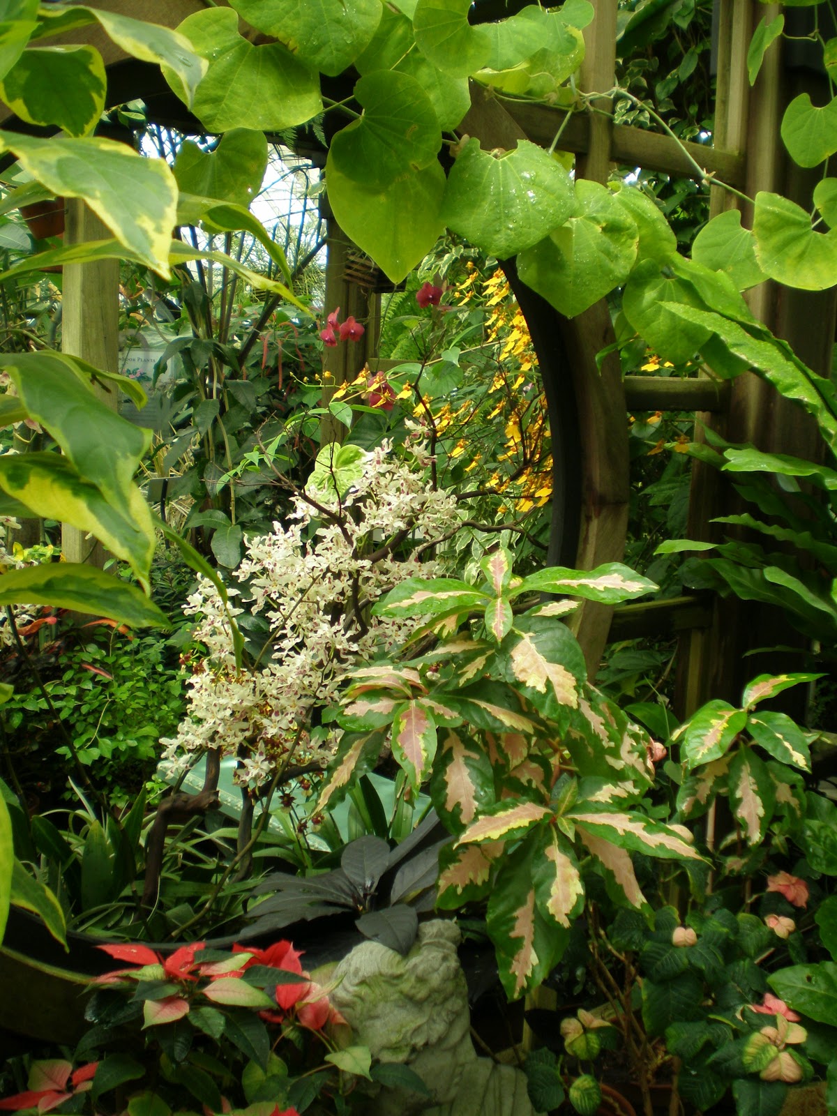The Fern and Mossery Potted Plants, San Francisco Conservatory of Flowers