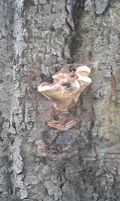 Chestnut Tree Brockwell Park