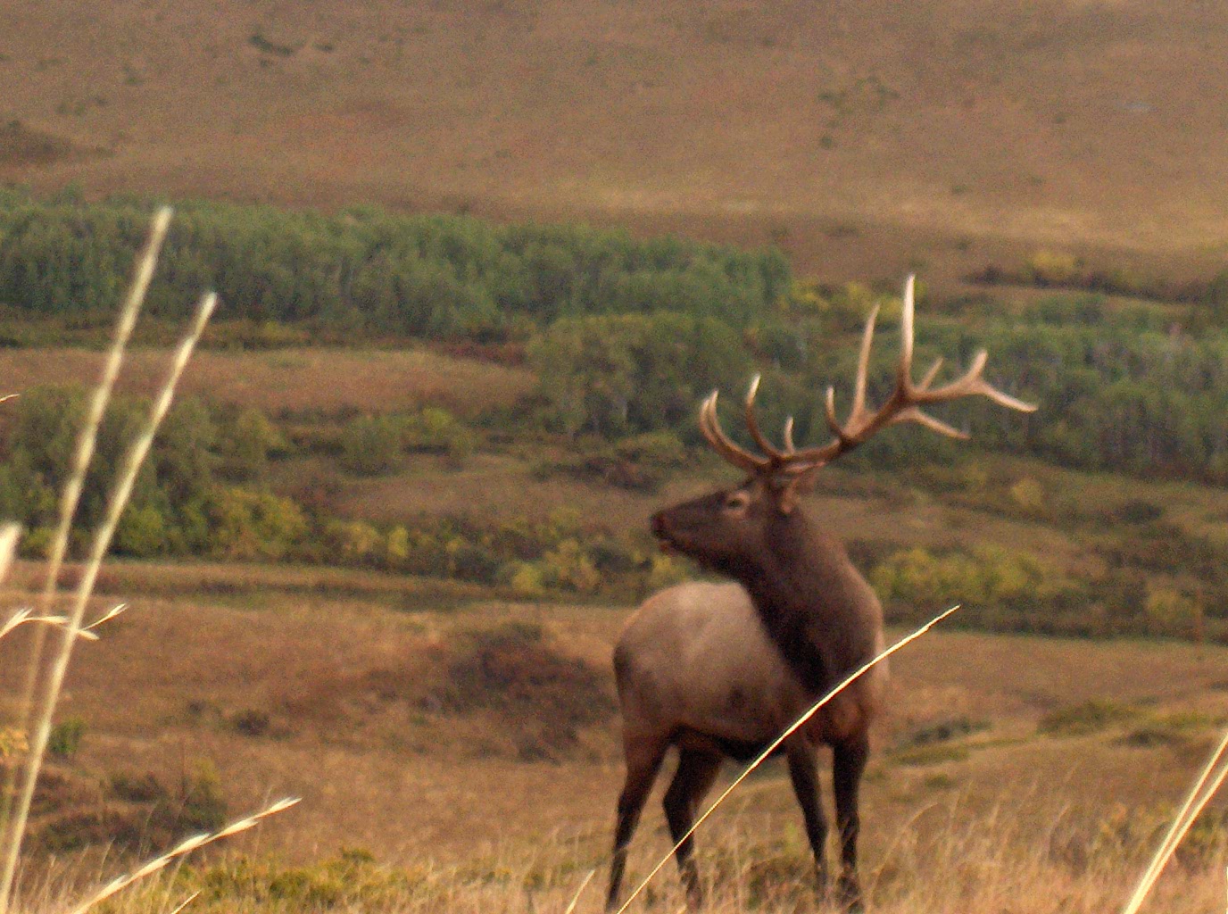 Ranch & Recreational Group Prudential Montana Real Estate Elk in Montana