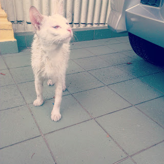 white cat 白貓