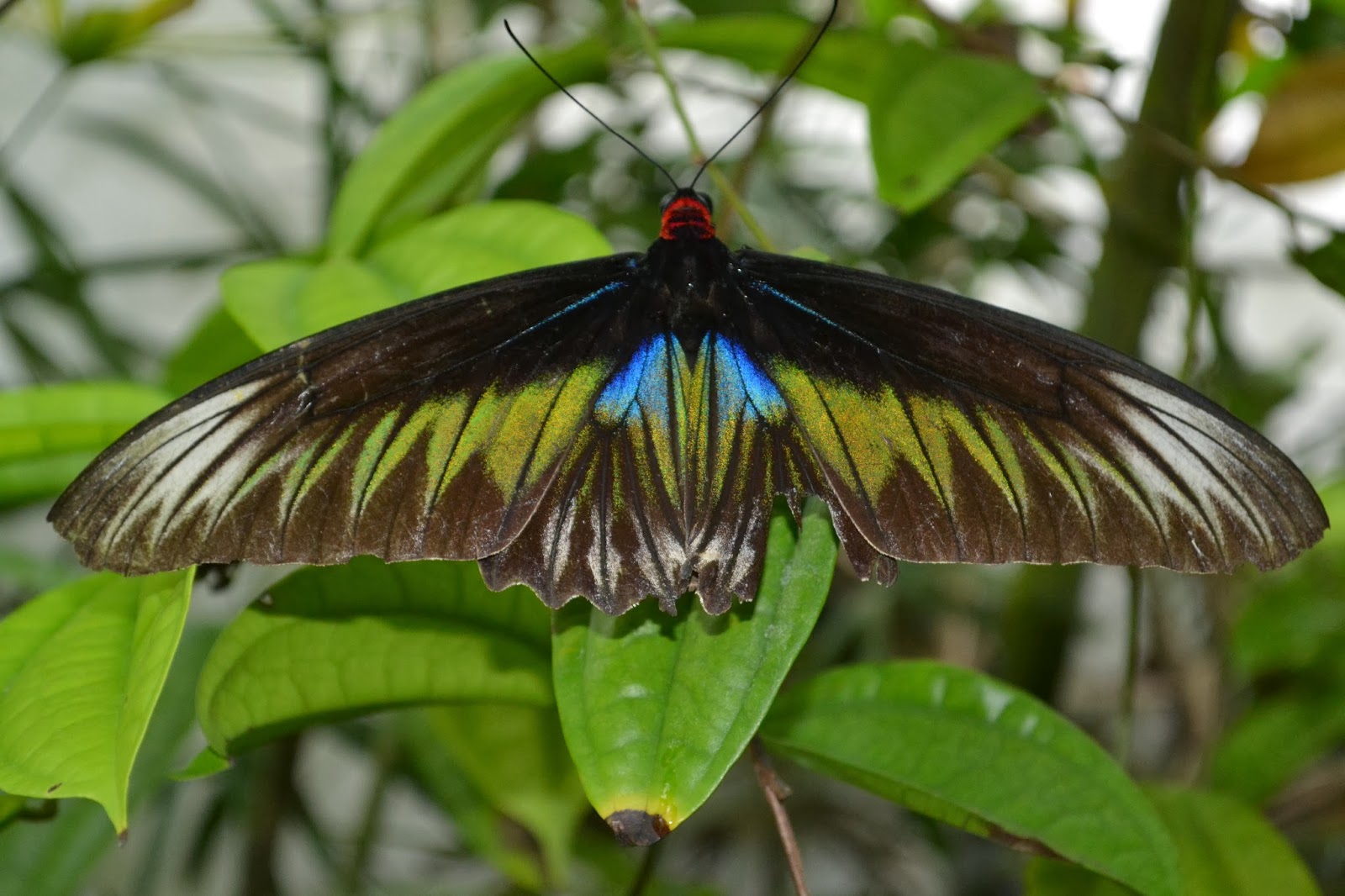 Family Travel Blog Penang Butterfly Garden