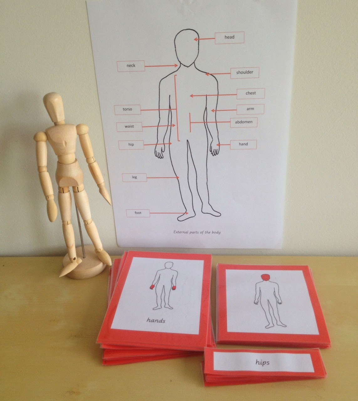 Elementary Observations External Parts of the Body Biology Diagrams