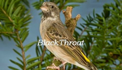 Blacthroat ciri-blackthroat-jantan_654200