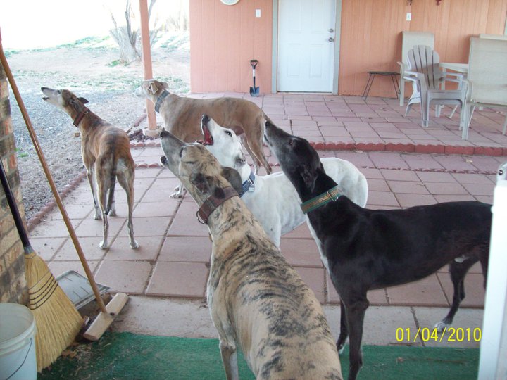 coach wallets grey2k