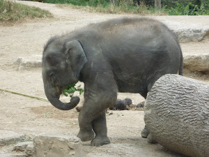 The baby elephant was only 6 months old.