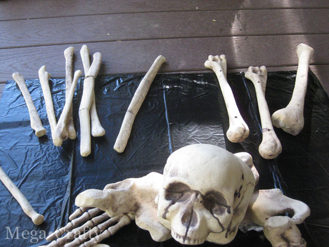 skeleton pieces