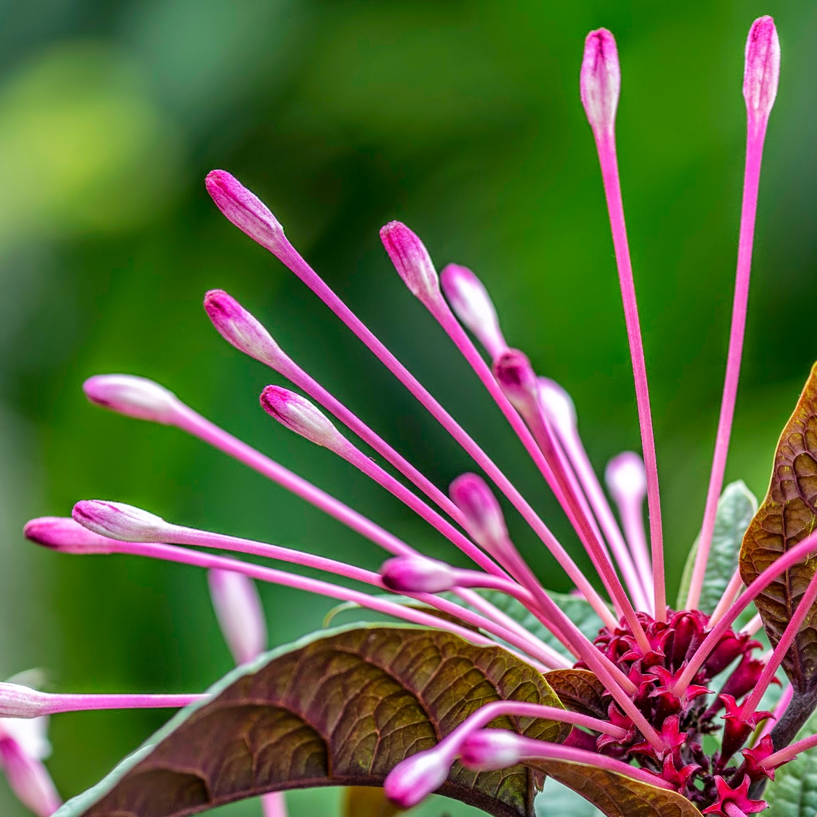 Precious Jasmines: Profusion of Colours - Hong Kong Flower Show 2015