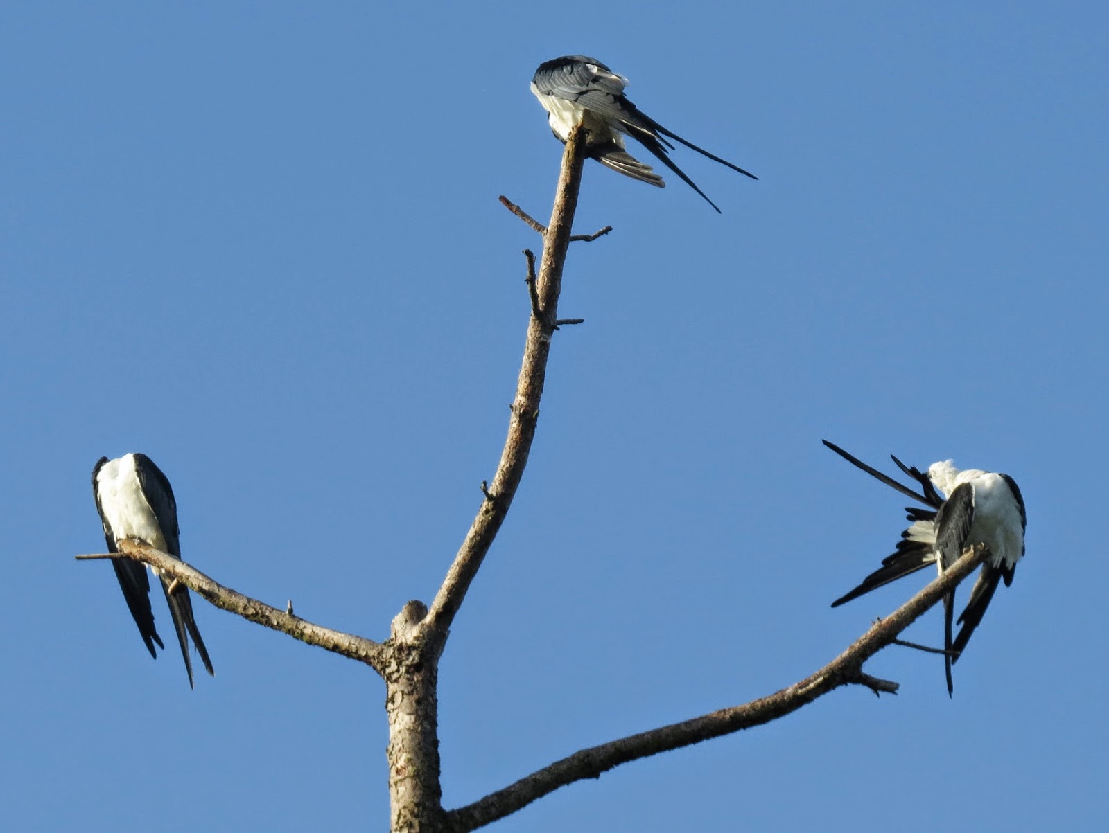 SE Texas Birding & Wildlife Watching Crosby Kites