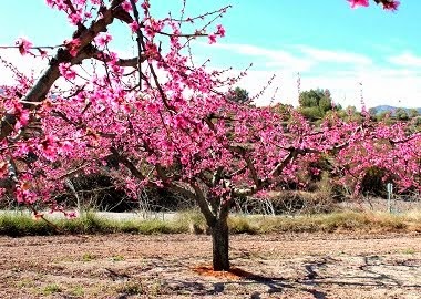 Bresquillera en Març