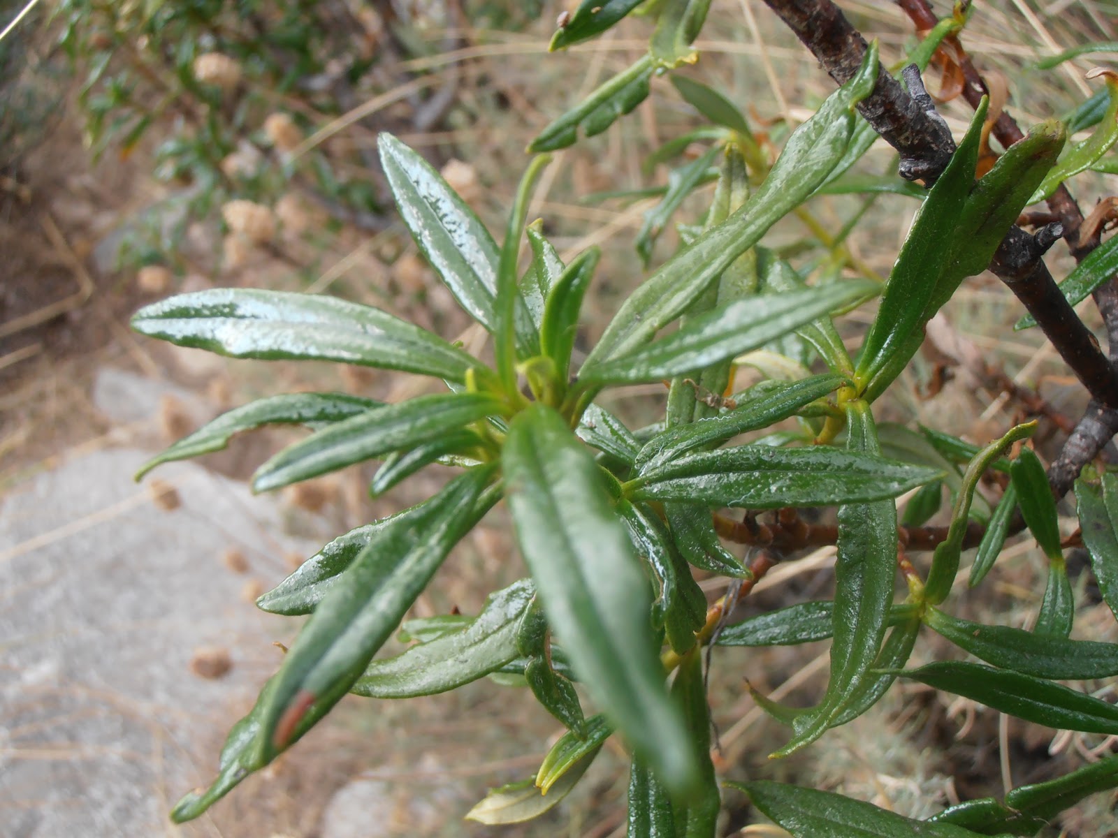 Entre plantas y bichos Cistus ladanifer (Jara pringosa)