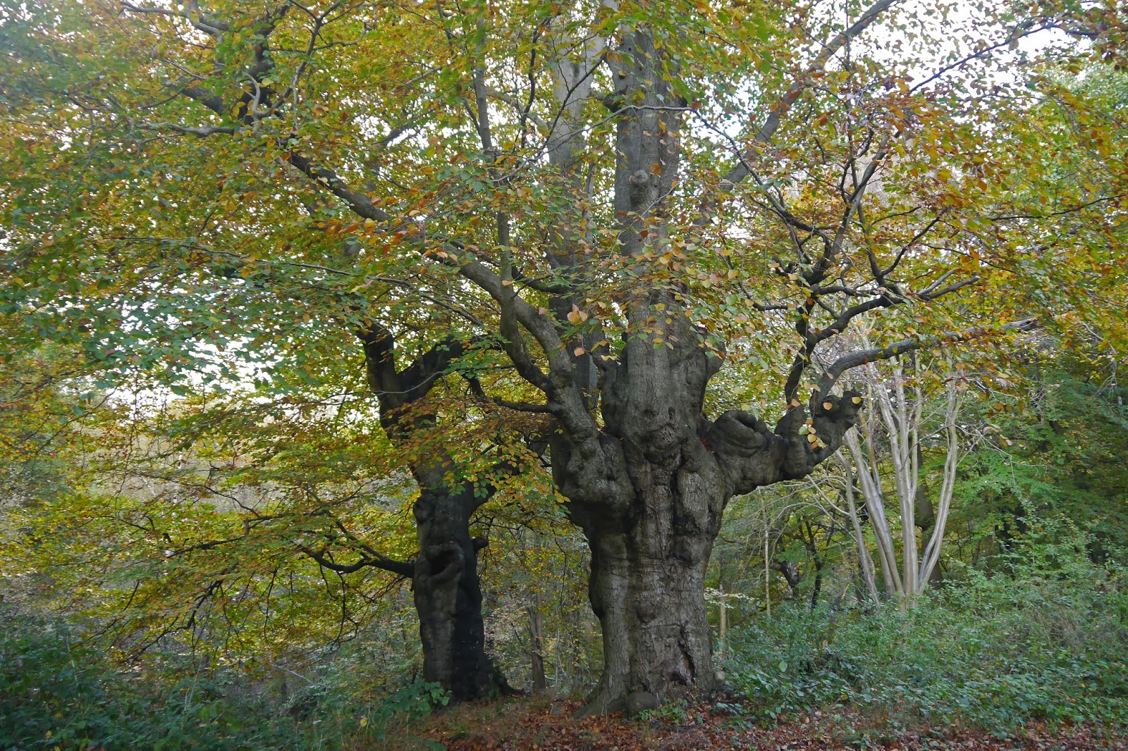 Walking in the country Burnham Beeches and Littleworth Common