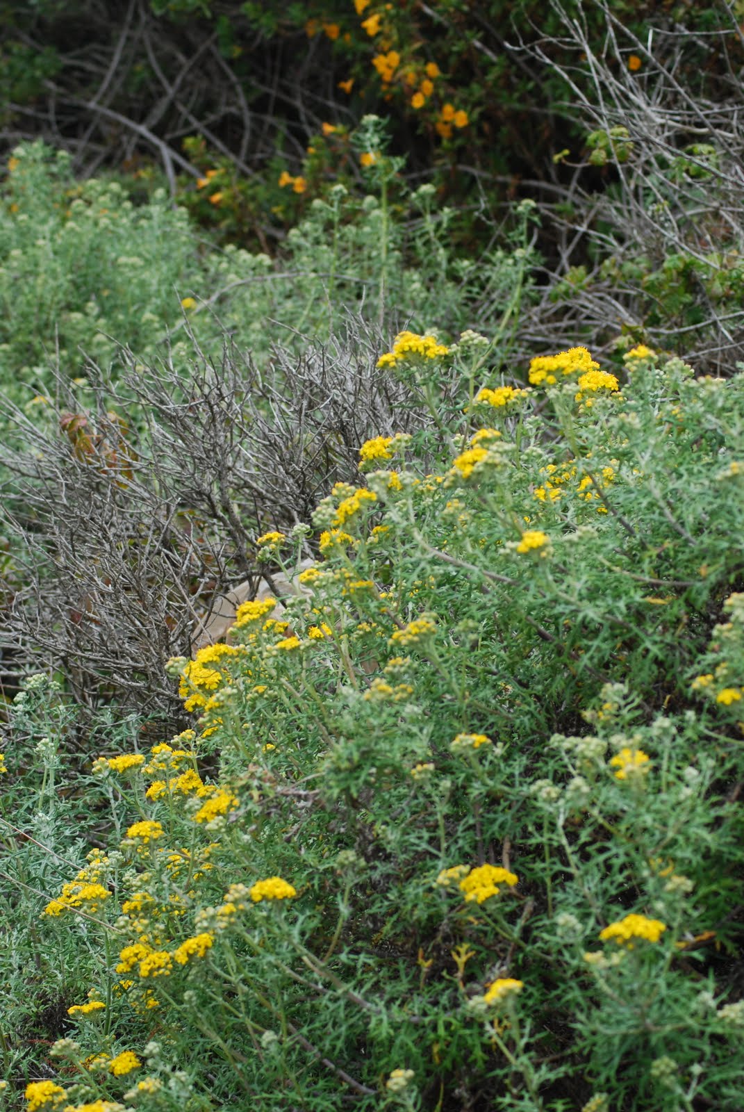 Native plants of Northern California