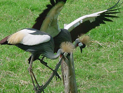 Crested cranes at Kisiizi