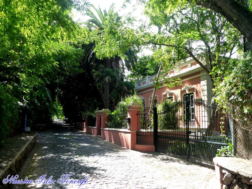 NUESTRA ISLA TENERIFE EL ANTIGUO PASEO DE LAS ACACIAS EN GUAMASA