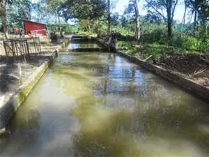 Informasi Seputar Peternakan Wadah Atau Tempat Budidaya Ikan