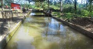 Informasi Seputar Peternakan Wadah Atau Tempat Budidaya Ikan