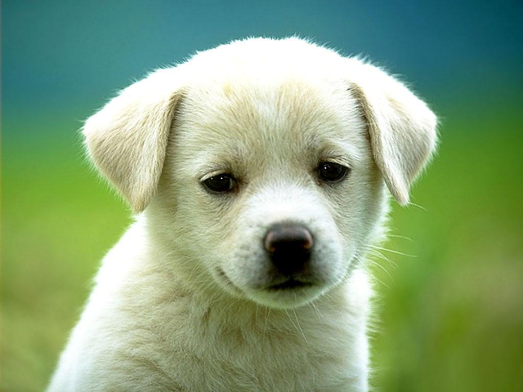 cute white puppies