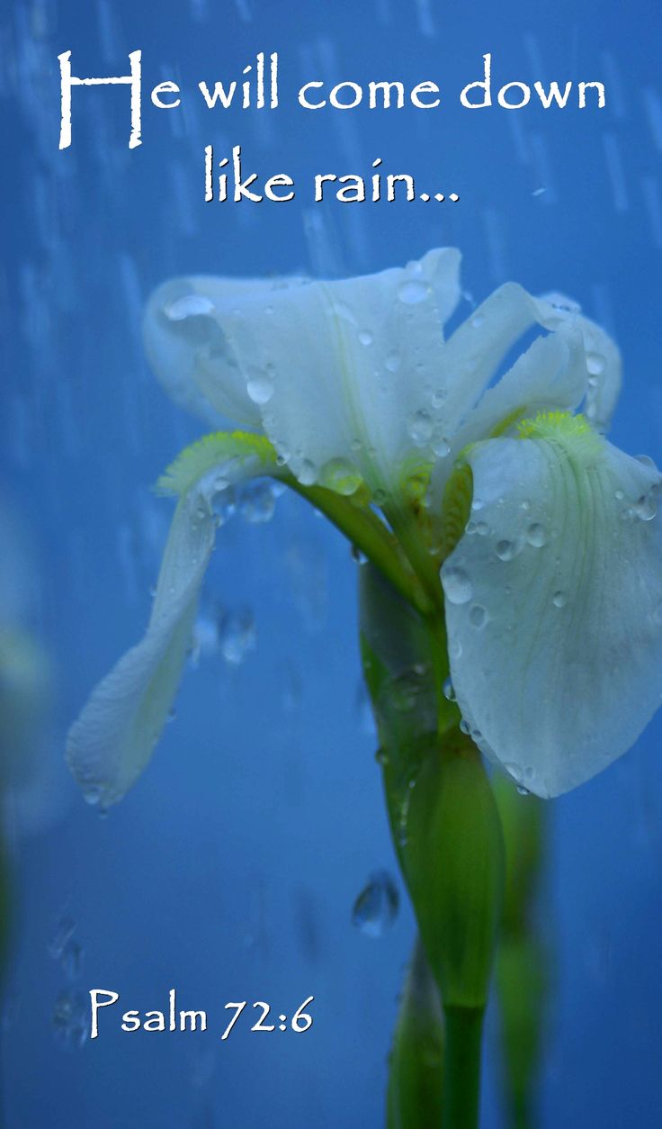 beanscot My God In the Rain