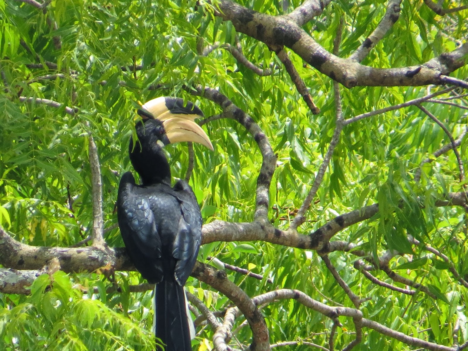 Safari Sri Lanka Malabar Pied Horn Bill