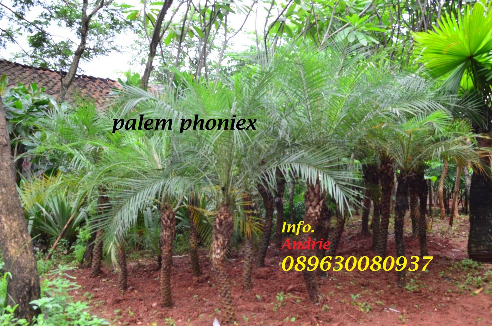 Jual Palem Phoniex, jual jenis-jenis palem | Berbakat ...