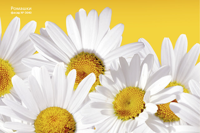 Facade No.0040. Daisies backed yellow