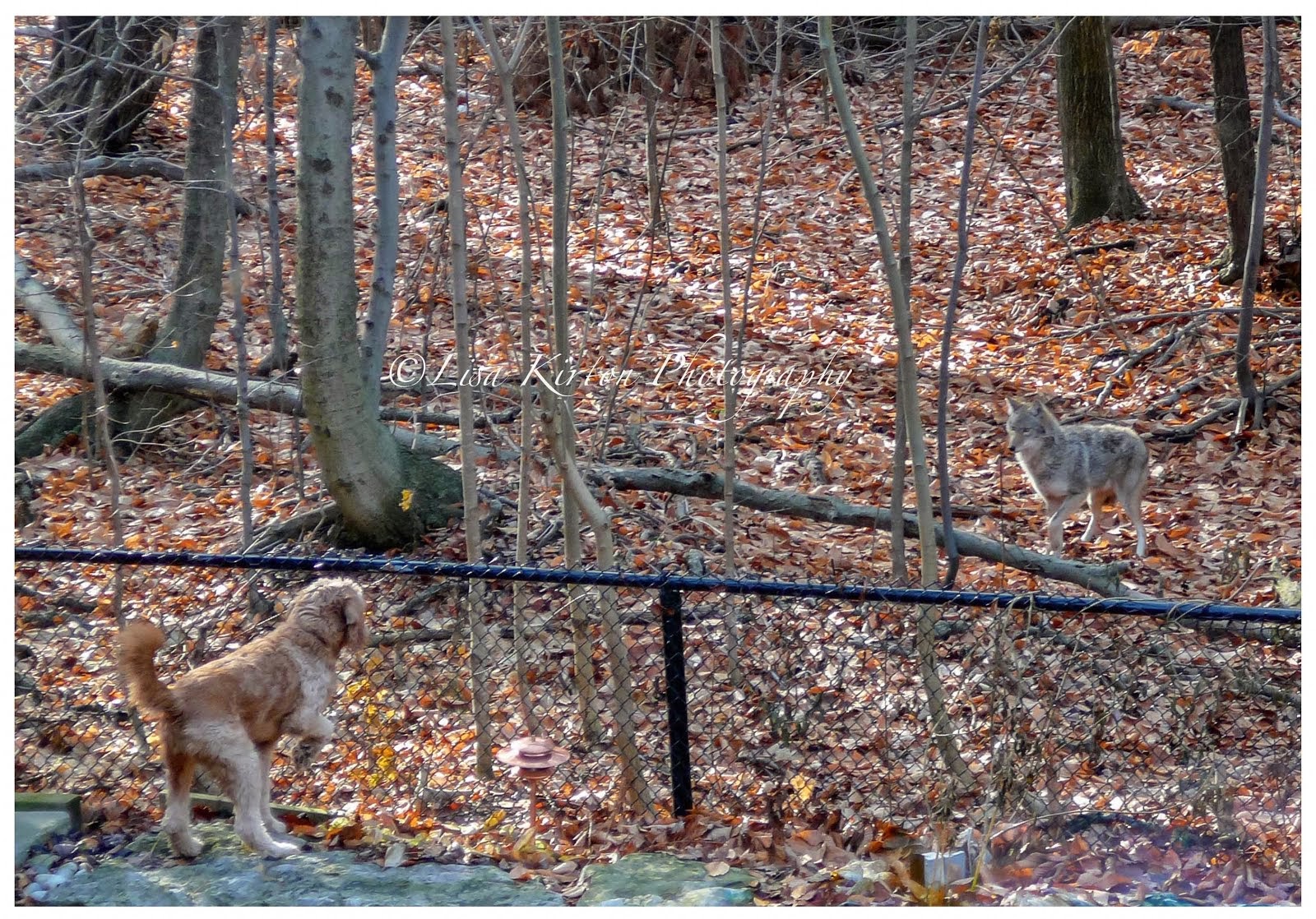 Abbey and Coywolf