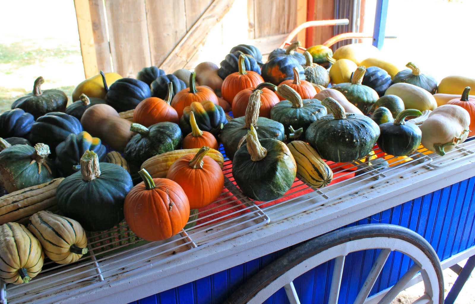 Squash Blossom Farm Definitely Fall