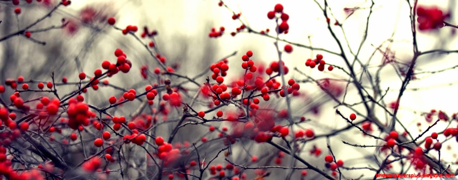 Bush Fruits HD desktop wallpaper  High Definition  Fullscreen Bush Fruits HD desktop wallpaper  High Definition  Fullscreen