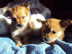 Chihuahua-Poodle female pups