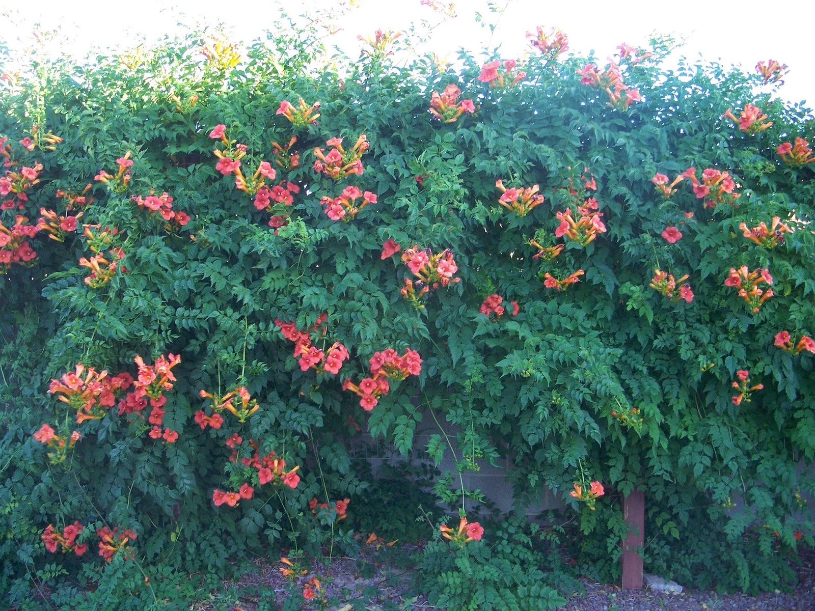 climbing vine orange trumpet shaped flowers
