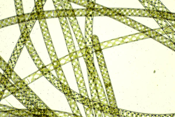 spirogyra algae