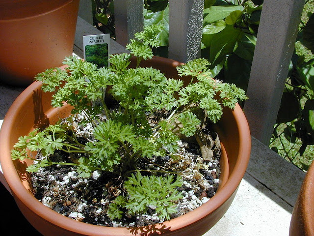 Perejil (Petroselinum crispum)
