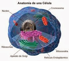 Anatomía de una Célula