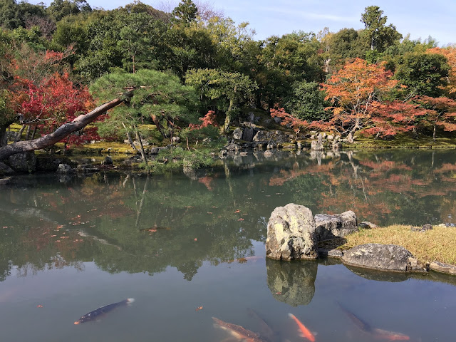 kyoto arashiyama tenryuuji tenryuji tenryu temple zen garden fall autumn red leaves momiji