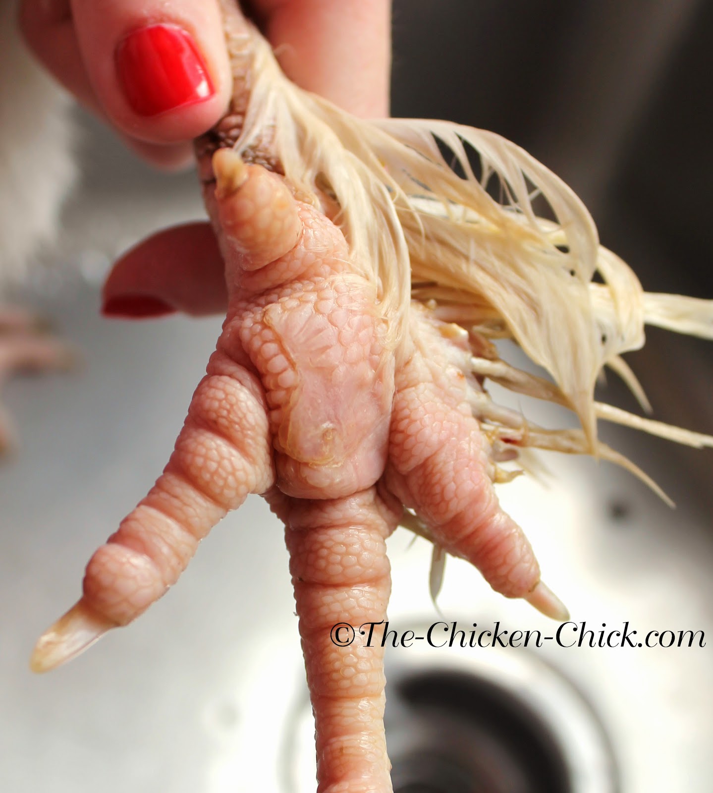 BUMBLEFOOT in Chickens Causes & treatment. **WARNING Graphic Photos