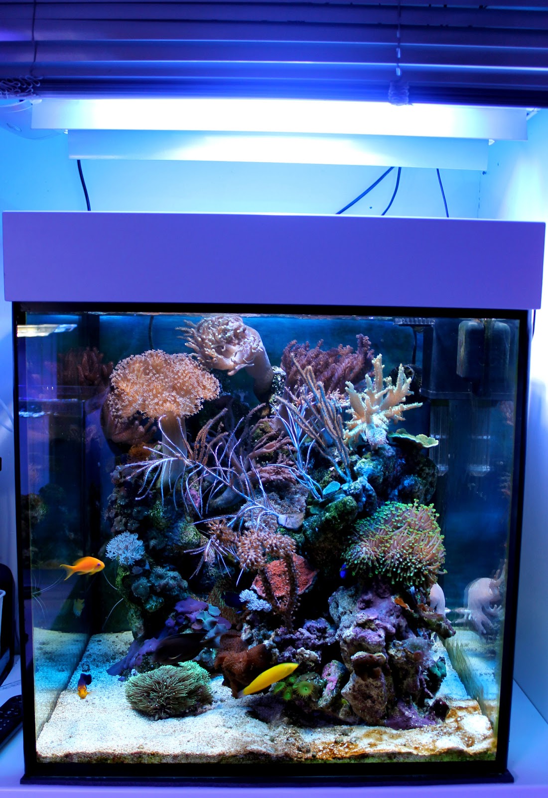 Howard`s Reef Soft Coral Cube 17.04.2013