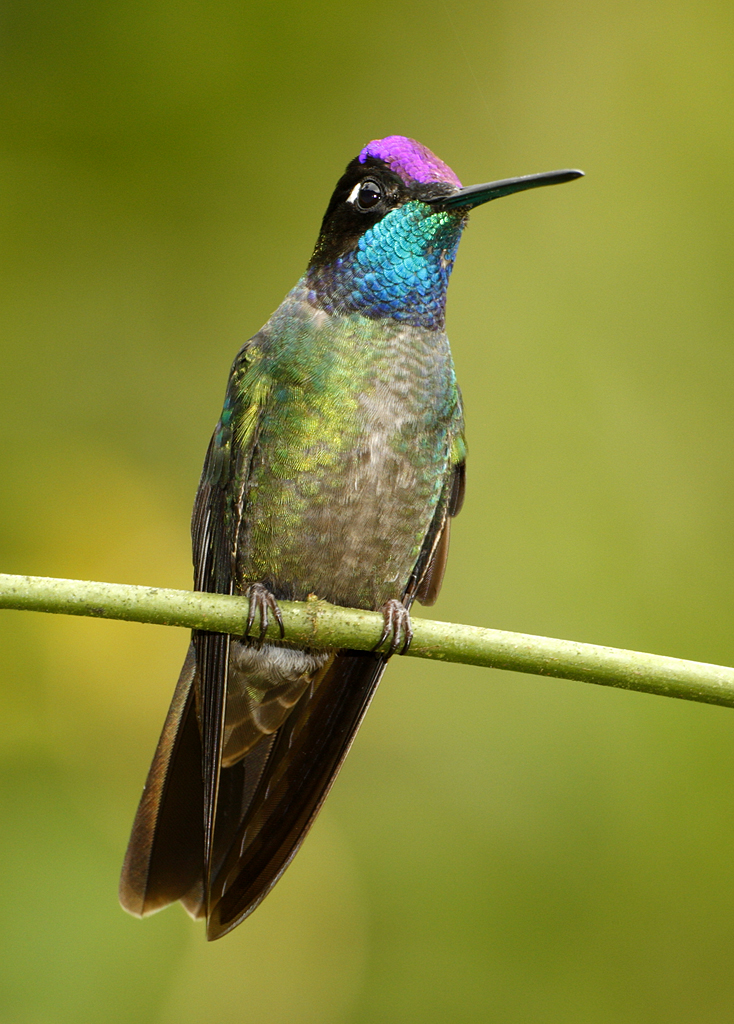 Alajuela rica costa park central costarica Top Flight Nature Photography: Hummingbirds (and frogs) of Costa Rica