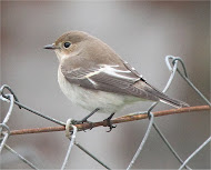 Pied Flycatcher