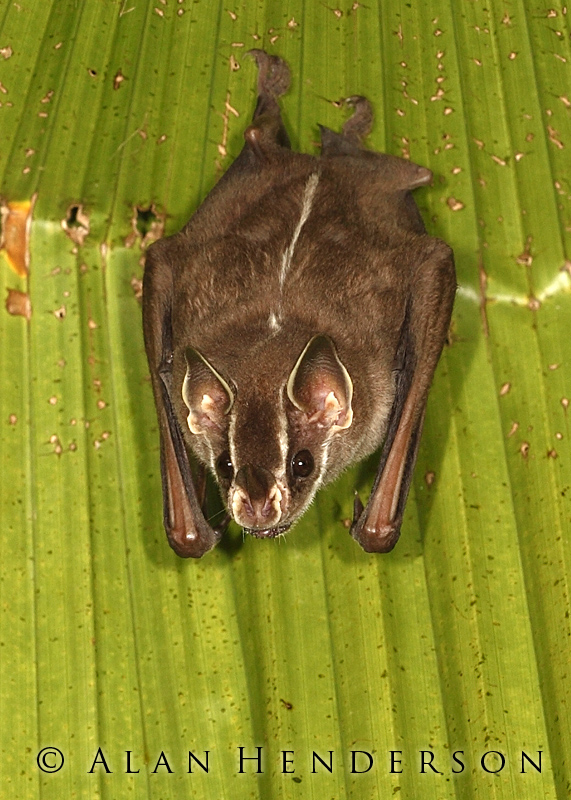 Minibeast Wildlife Rainforest Encounters Tentmaking Bats