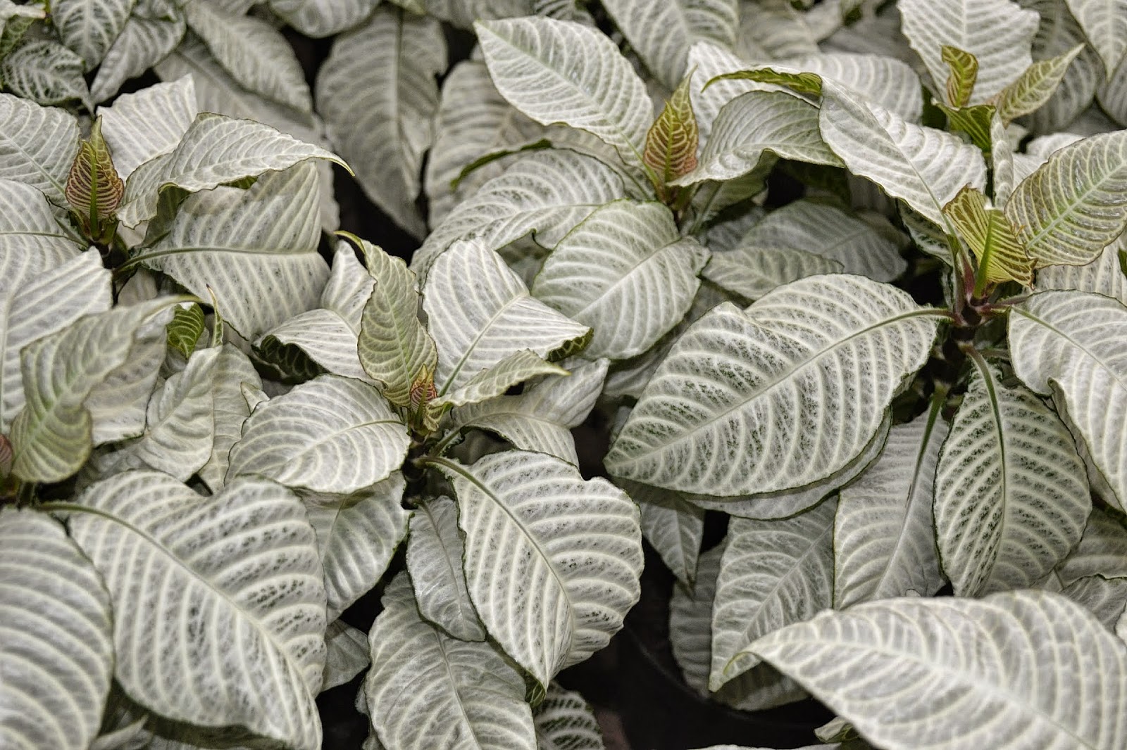 In The Garden Now Variety S The Spice Of Shoreline Area News